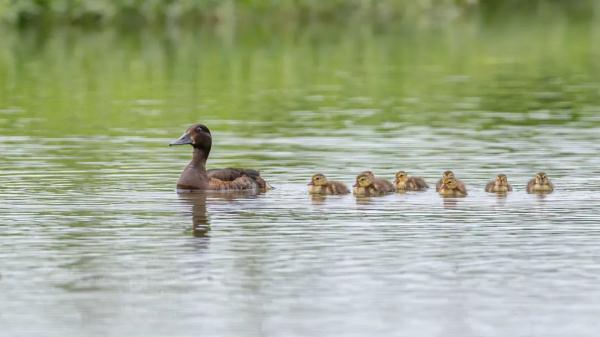 我国新增国际重要湿地18处！跟随镜头一同领略中国湿地之美
