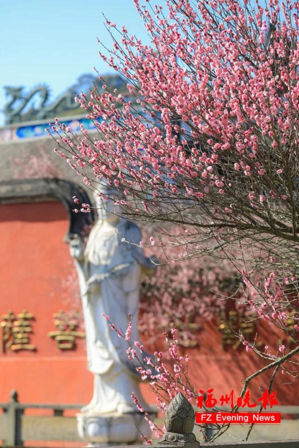 绝美!福州一大波梅花盛放!赏花地图请收好! 绝美!福州一大波梅花盛放!赏花地图请收好!