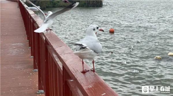 家长带“熊孩子”抓海鸥塞进罐子，昆明警方锁定当事人