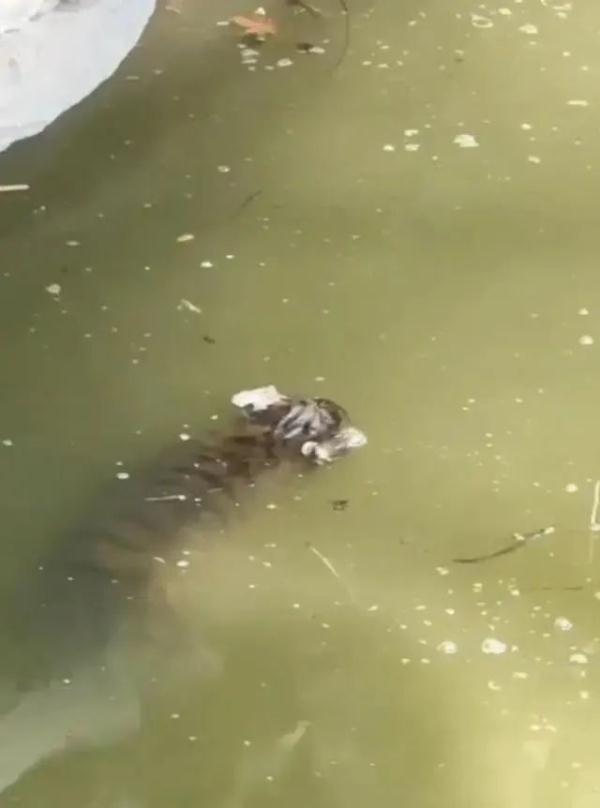 尸体浮出水面,死因公布!就在一个月前…… 尸体浮出水面,死因公布!就在一个月前……