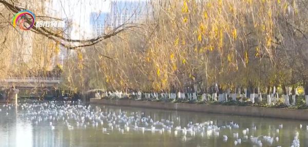 红嘴鸥少了?不,是它们的家多了! 红嘴鸥少了?不,是它们的家多了!