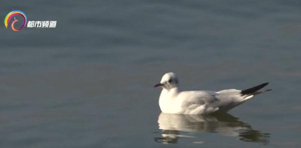 红嘴鸥少了?不,是它们的家多了! 红嘴鸥少了?不,是它们的家多了!