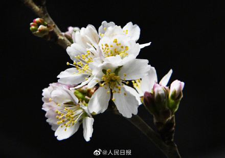 转存!兔年花开壁纸 转存!兔年花开壁纸