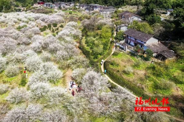 绝美!福州一大波梅花盛放!赏花地图请收好! 绝美!福州一大波梅花盛放!赏花地图请收好!