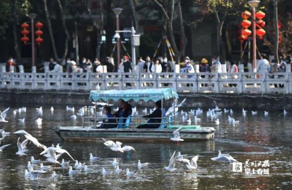 家长带“熊孩子”抓海鸥塞进罐子，昆明警方锁定当事人