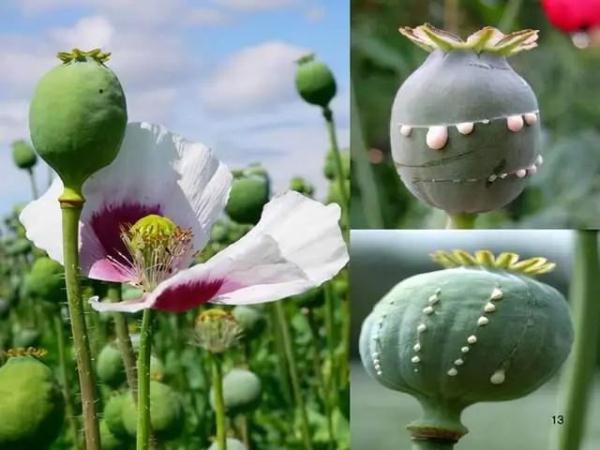 提醒！见到这种“菜”千万别吃，立即报警！