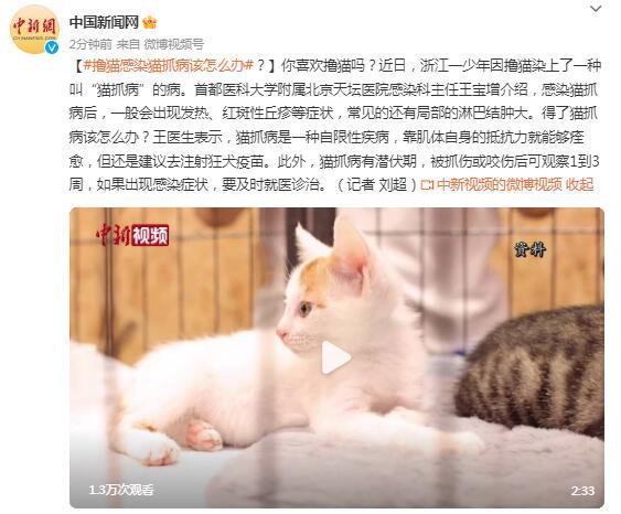 撸猫感染猫抓病该怎么办? 撸猫感染猫抓病该怎么办?