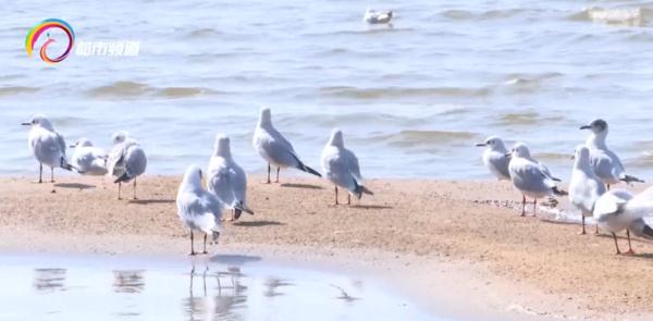 红嘴鸥少了?不,是它们的家多了! 红嘴鸥少了?不,是它们的家多了!
