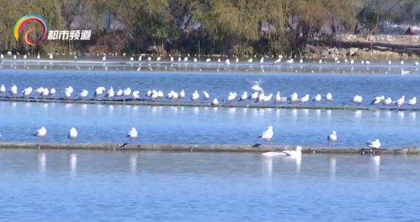 红嘴鸥少了?不,是它们的家多了! 红嘴鸥少了?不,是它们的家多了!