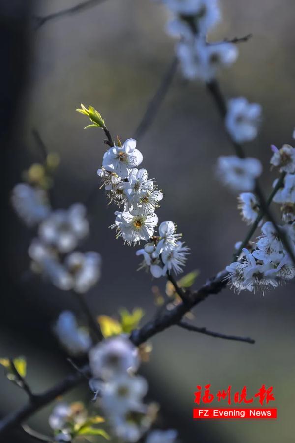 绝美!福州一大波梅花盛放!赏花地图请收好! 绝美!福州一大波梅花盛放!赏花地图请收好!