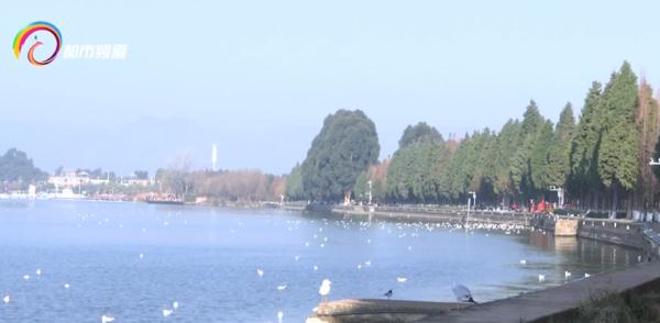 红嘴鸥少了?不,是它们的家多了! 红嘴鸥少了?不,是它们的家多了!