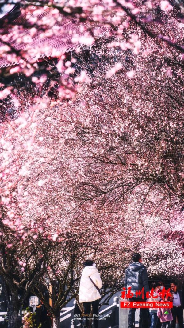 绝美!福州一大波梅花盛放!赏花地图请收好! 绝美!福州一大波梅花盛放!赏花地图请收好!