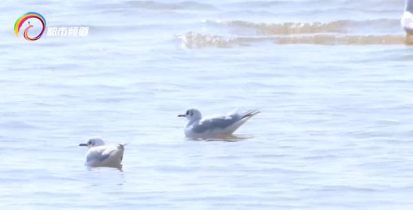 红嘴鸥少了?不,是它们的家多了! 红嘴鸥少了?不,是它们的家多了!
