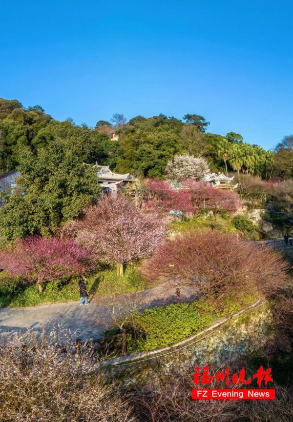 绝美!福州一大波梅花盛放!赏花地图请收好! 绝美!福州一大波梅花盛放!赏花地图请收好!