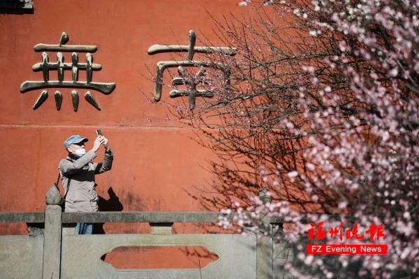 绝美!福州一大波梅花盛放!赏花地图请收好! 绝美!福州一大波梅花盛放!赏花地图请收好!