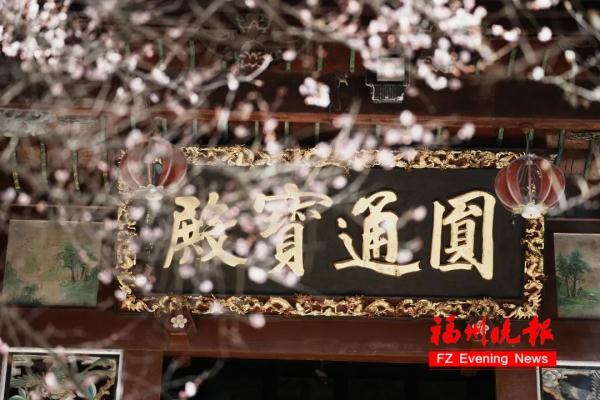 绝美!福州一大波梅花盛放!赏花地图请收好! 绝美!福州一大波梅花盛放!赏花地图请收好!