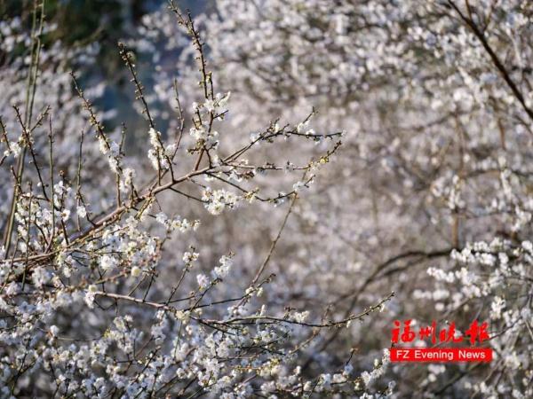 绝美!福州一大波梅花盛放!赏花地图请收好! 绝美!福州一大波梅花盛放!赏花地图请收好!