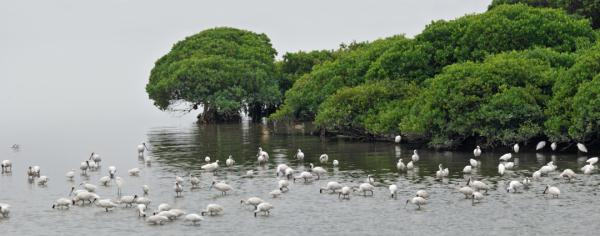 我国新增国际重要湿地18处！跟随镜头一同领略中国湿地之美