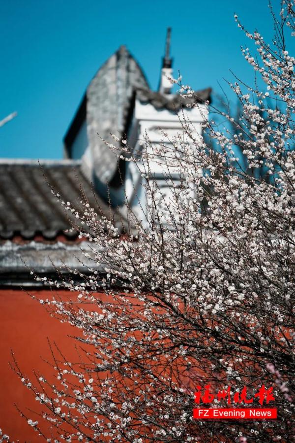 绝美!福州一大波梅花盛放!赏花地图请收好! 绝美!福州一大波梅花盛放!赏花地图请收好!