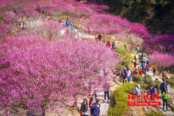 绝美!福州一大波梅花盛放!赏花地图请收好! 绝美!福州一大波梅花盛放!赏花地图请收好!