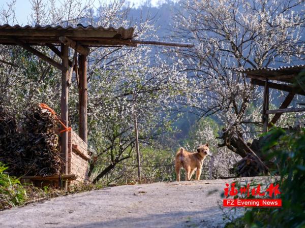 绝美!福州一大波梅花盛放!赏花地图请收好! 绝美!福州一大波梅花盛放!赏花地图请收好!