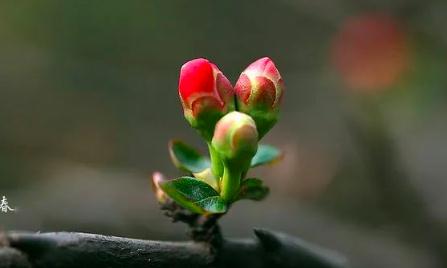 今日立春：立春不等于入春 全国这些地方春风将至