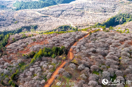 梦幻！去有风的地方取景地绽放万亩花海