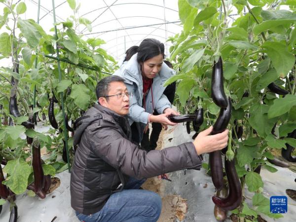 菜园子里的“科特派”：选育“金种子” 守护“菜篮子”