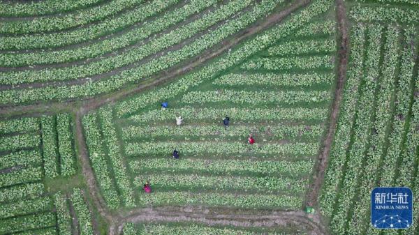 新华全媒+｜人勤春来早 供港蔬菜基地农作忙