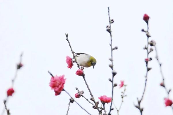 立春丨春色如许 桃花独艳