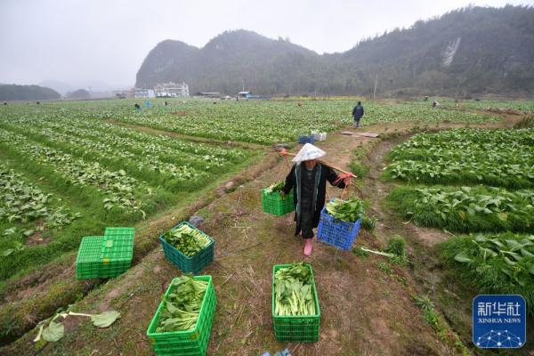 新华全媒+｜人勤春来早 供港蔬菜基地农作忙