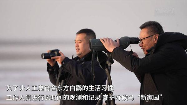 黄河三角洲自然保护区：守护湿地候鸟“新家园”