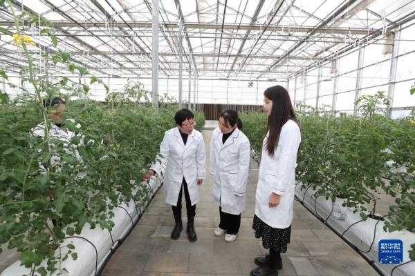 菜园子里的“科特派”：选育“金种子” 守护“菜篮子”