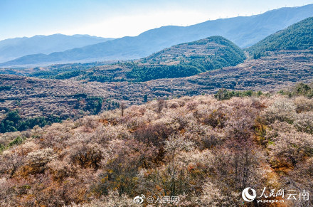 梦幻！去有风的地方取景地绽放万亩花海