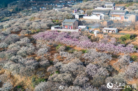 梦幻！去有风的地方取景地绽放万亩花海