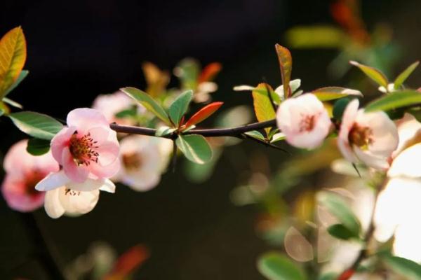 今日立春 | 有关立春的这些知识、诗句，快说给孩子听