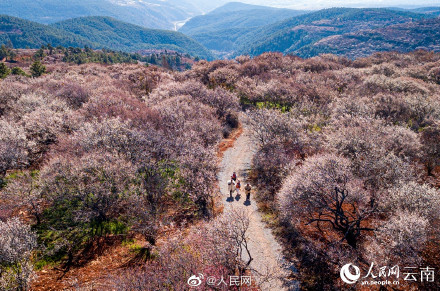 梦幻！去有风的地方取景地绽放万亩花海