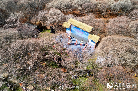 梦幻！去有风的地方取景地绽放万亩花海