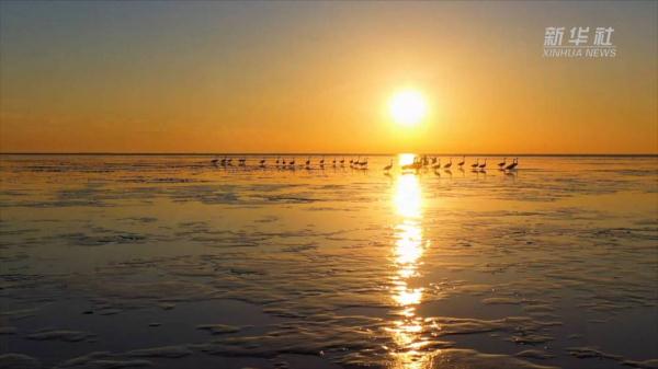 黄河三角洲自然保护区：守护湿地候鸟“新家园”