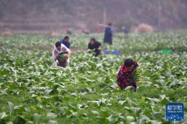 新华全媒+｜人勤春来早 供港蔬菜基地农作忙