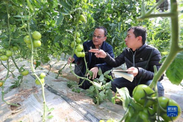 菜园子里的“科特派”：选育“金种子” 守护“菜篮子”