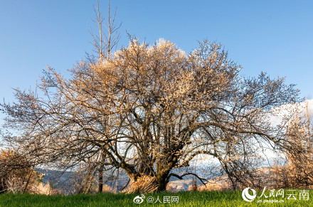 梦幻！去有风的地方取景地绽放万亩花海