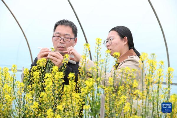 菜园子里的“科特派”：选育“金种子” 守护“菜篮子”