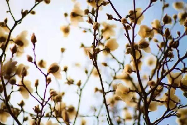 今日立春 | 有关立春的这些知识、诗句，快说给孩子听