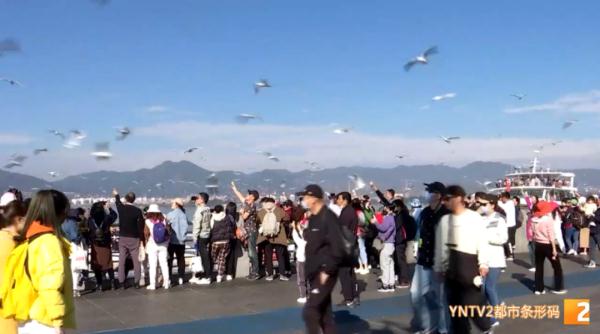 家长带“熊孩子”抓海鸥 官方最新通报！