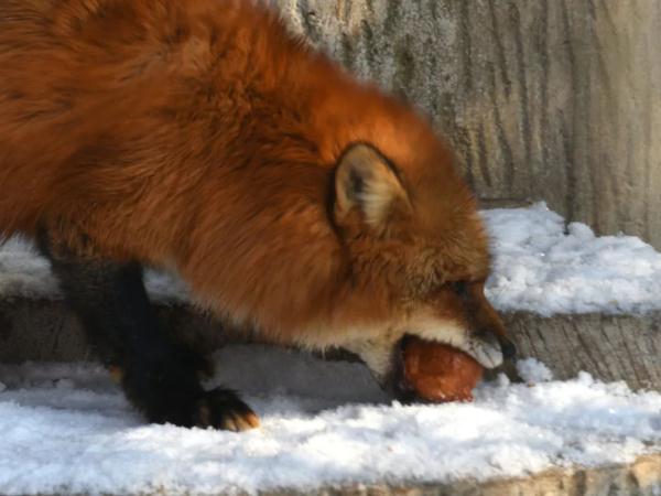 特制元宵和花灯！动物们的元宵节这样“闹”