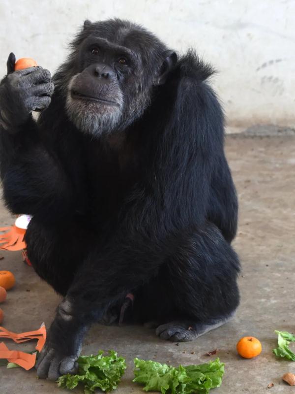 特制元宵和花灯！动物们的元宵节这样“闹”