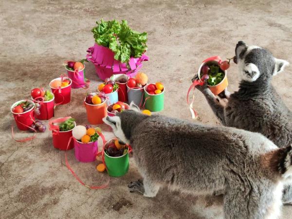 特制元宵和花灯！动物们的元宵节这样“闹”