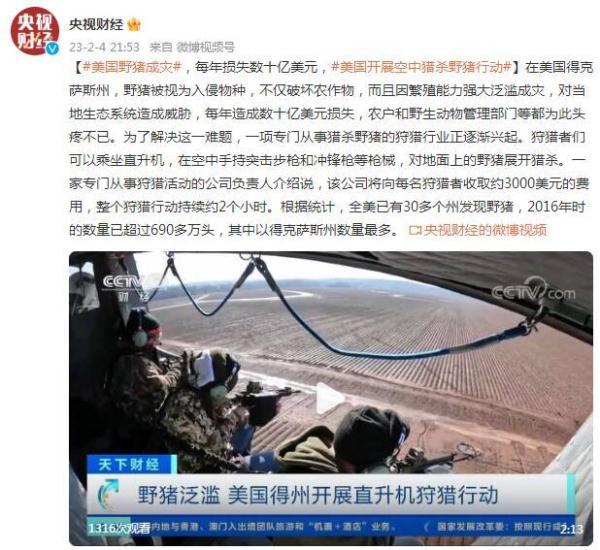 野猪成灾，每年损失数十亿美元，美国开展空中猎杀野猪行动