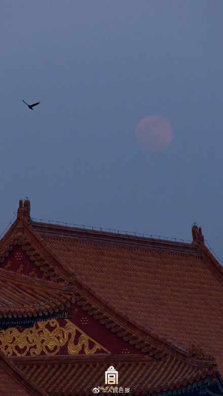 收藏美图！故宫兔年元宵月